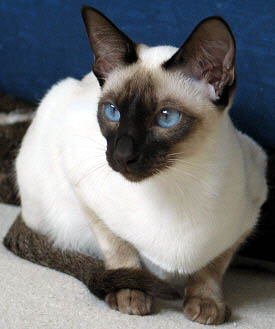 Galiah 08/01/2005   Foto: Carolin Skirl