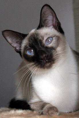 Galiah 18/12/2004   Foto: Carolin Skirl