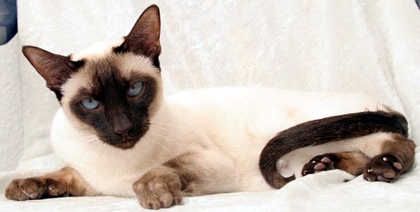 Galiah vom Schloss Charlottenhof "GALIAH" 08/12/2006