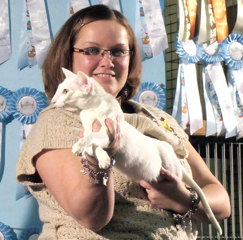 TAIYOUKAIs Thaikatzen, Siam alter Typ, TICA Thai, Oldstyle Siamese