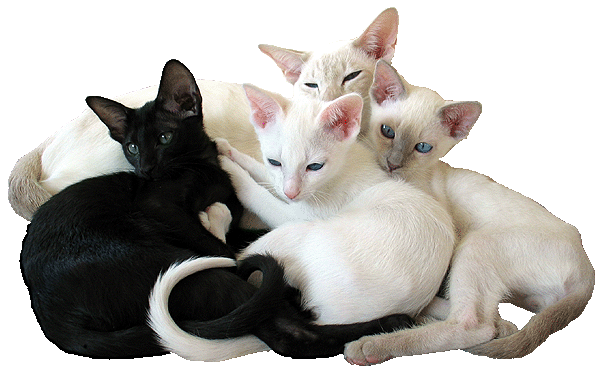 Edny, Yoko und A-Wurf