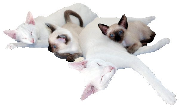 Ammi, Nami, Azharu, Brise