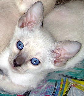 Hotaru   Foto: Carolin Skirl