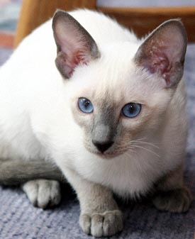 Hotaru   Foto: Carolin Skirl