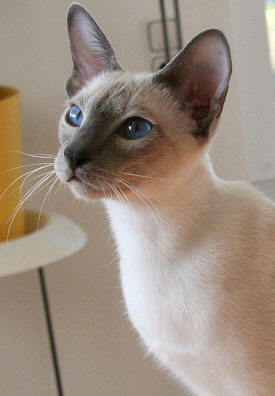 Hotaru   Foto: Carolin Skirl