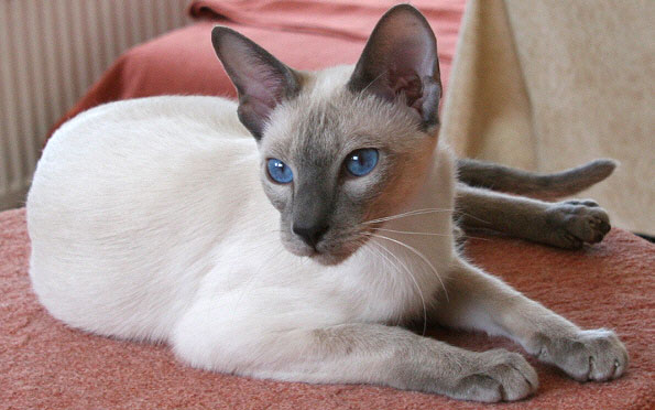 Taiyoukai Hotaru vom Rdgerwald