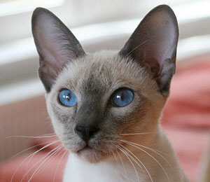 Taiyoukai Hotaru vom Rdgerwald