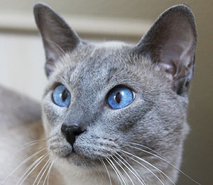 Taiyoukai Ichigo Kurosaki