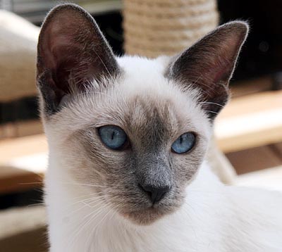 Taiyoukai Jigokudayu