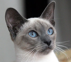 JIGO