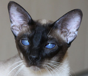 Taiyoukai Kami-Kaze Jindujun