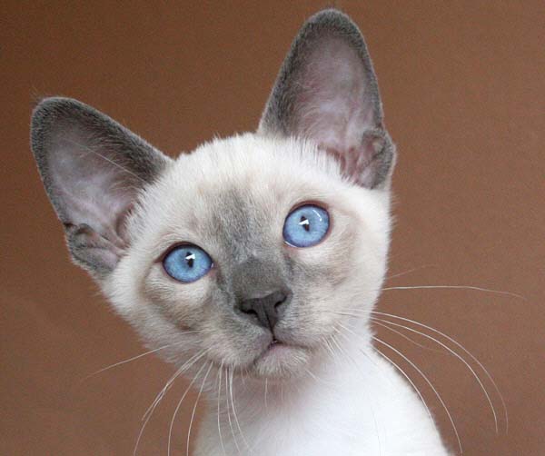 Daiji 12 Wochen   Foto: Carolin Skirl