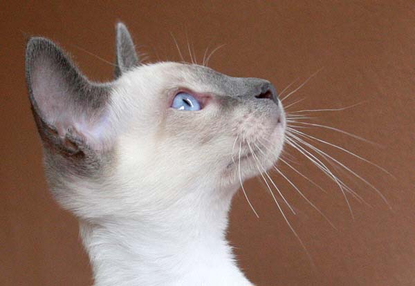 Daiji 12 Wochen   Foto: Carolin Skirl