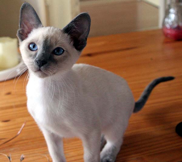 Daiji 12 Wochen   Foto: Carolin Skirl