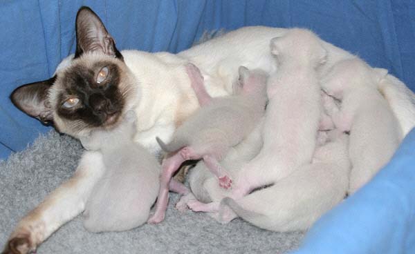 Mama und Kitten des B-Wurfes am 29/03/2005