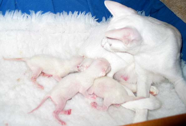 A-Wurf einen Tag alt