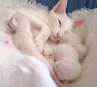 A-Wurf einen Tag alt