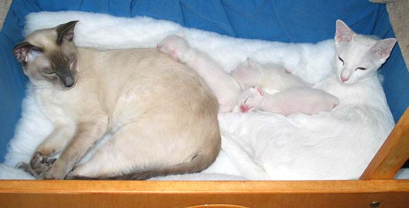 A-Wurf einen Tag alt