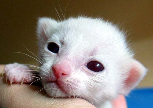 Amaterasu 25/08/2004