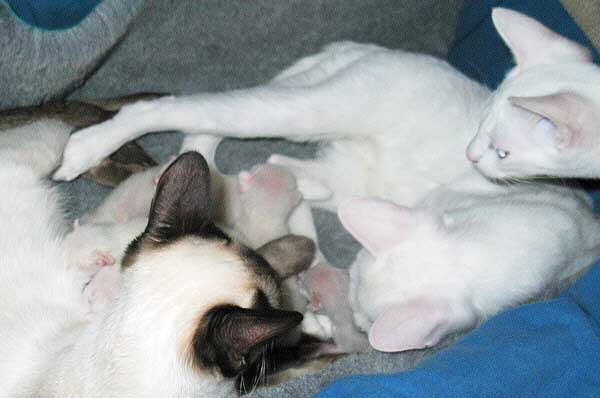 Galiah, Lilith und Kitten am 19/03/2005