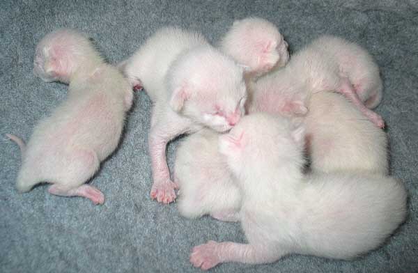 B-Wurf am 30/03/2005