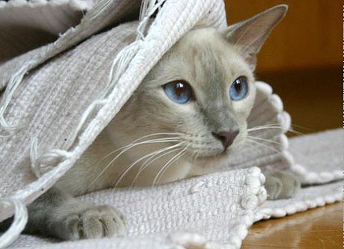 Ashitaka Januar 2006