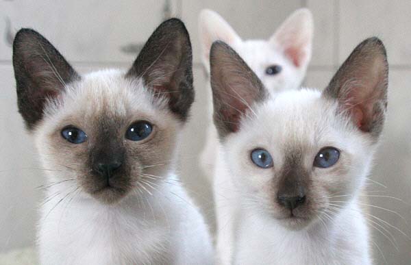 30/09/2005 mit Chiku