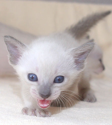 Photo: Carolin Skirl