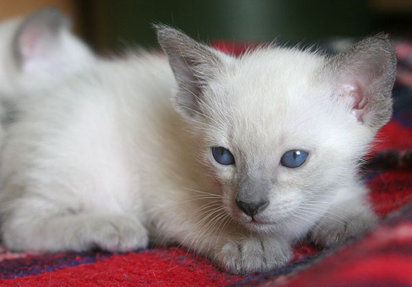 Photo: Carolin Skirl