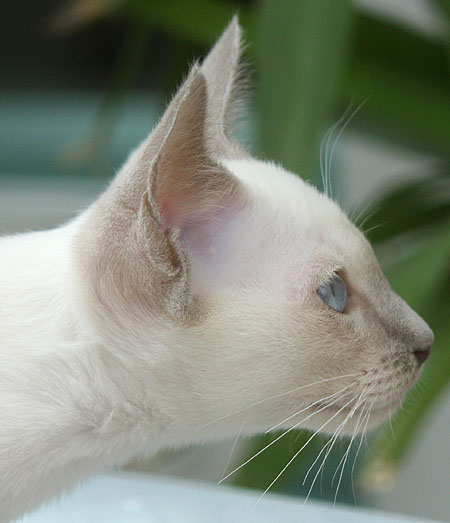 Photo: Carolin Skirl