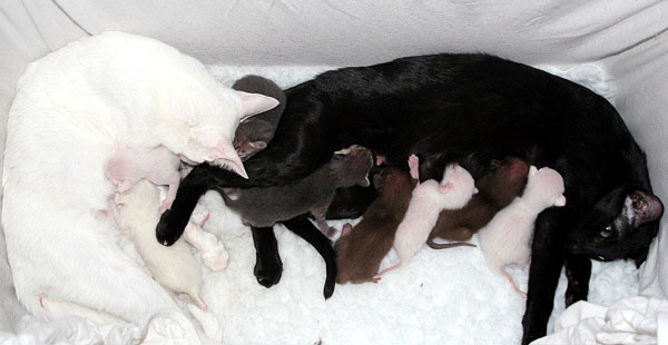 D-Wurf am 28/02/2006