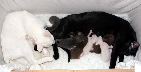 E-Wurf am 02/03/2006