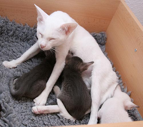 E-Wurf am 26/02/2006