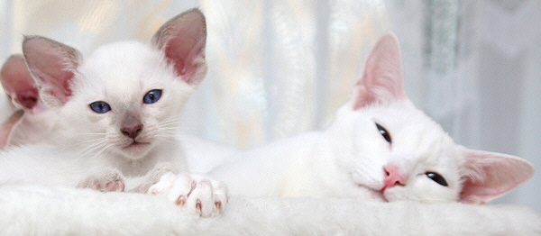 E-Wurf am 20/04/2006