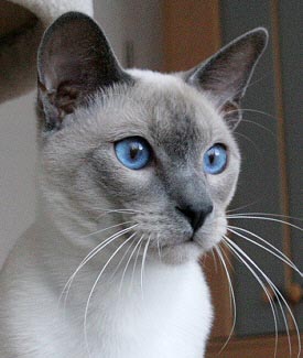 Ch. Brentelmaras Taiyoukai Asfaloth