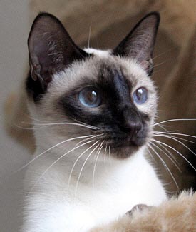 Galiah vom Schloss Charlottenhof