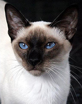 Taiyoukai Hine-Nui-Te-Pon