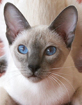 Taiyoukai Hotaru vom Rdgerwald