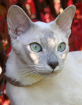 Nashiras Corazn indomable