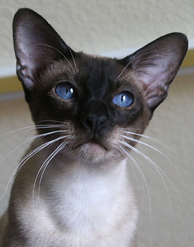 Taiyoukai Kami-kaze Jindujun