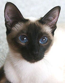 Lintama Taiyoukai Rikku