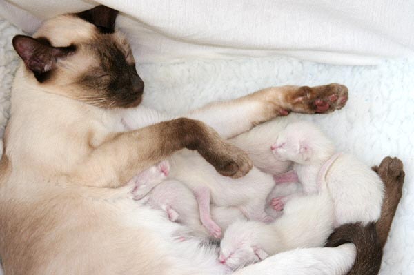 G-Wurf am 09/07/2006