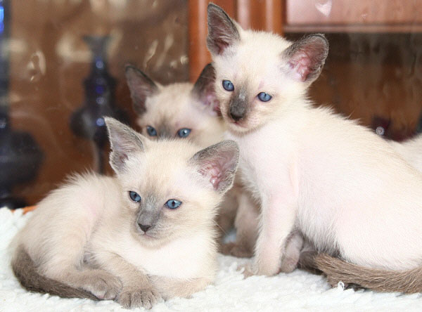 Photo: Carolin Skirl