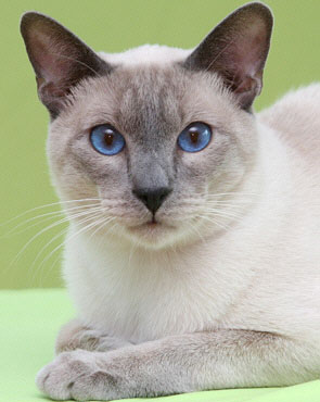 Ch. Brentelmaras Taiyoukai Asfaloth