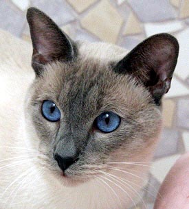 Gr. Int. Ch. Brentelmaras Taiyoukai Asfaloth