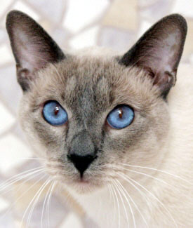 Brentelmaras Taiyoukai Asfaloth