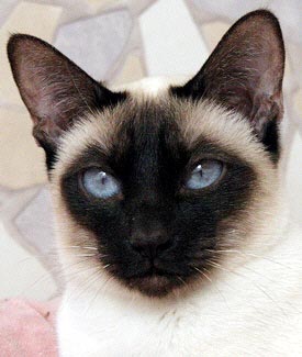 Galiah vom Schloss Charlottenhof