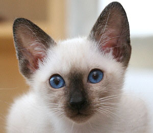 Higurashi Hu-Li - Katze 1