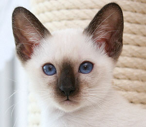 Hine-Nui-Te-Po - Katze 2