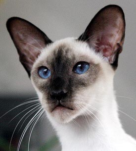 Larhill Taiyoukai Rinoa